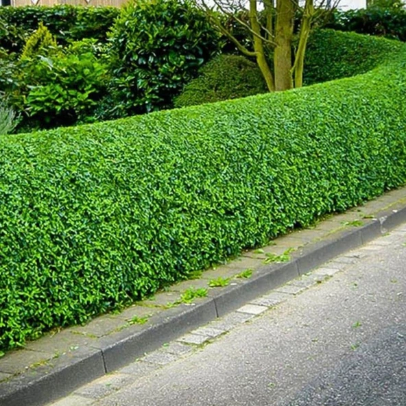 Tüplü Kurtbağrı Ligustrum Bahçe Çit Set Fidanı 30 - 50 Cm