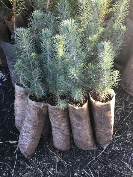 Fıstık Çamı Fidanı 2 Adet  20-30 Cm