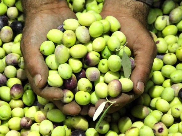 Taze Çizmelik Ham Edremit Çeşidi Yeşil Zeytin 5 Kg