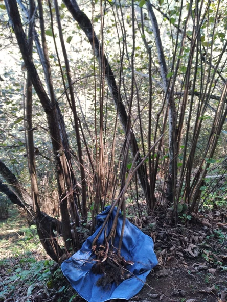 5 Adet Giresun Yağlısı Fındık Fidanı Açık Köklü, 80 cm, 2 Yaşında