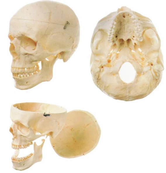 Kafatası Maketi ürün görseli