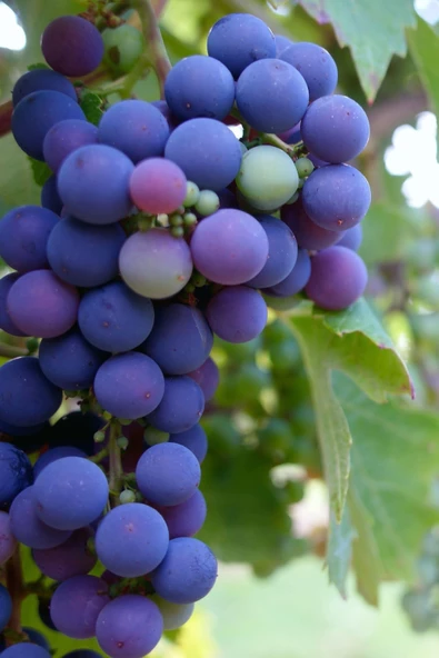 500 Gr Kurtulmuş Doğal Şıralık ve Siyah Üzüm Şıra Üzümü Çekirdeği Mardin Midyat Yöresel Lezzetleri - 7