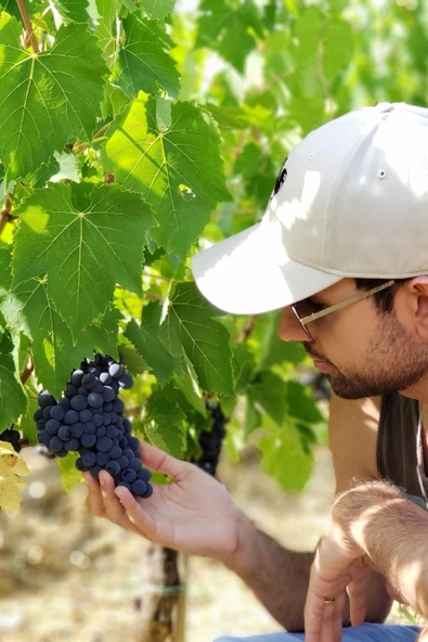 500 Gr Kurtulmuş Doğal Şıralık ve Siyah Üzüm Şıra Üzümü Çekirdeği Mardin Midyat Yöresel Lezzetleri - 11