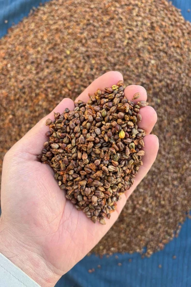 500 Gr Kurtulmuş Doğal Şıralık ve Siyah Üzüm Şıra Üzümü Çekirdeği Mardin Midyat Yöresel Lezzetleri - 5