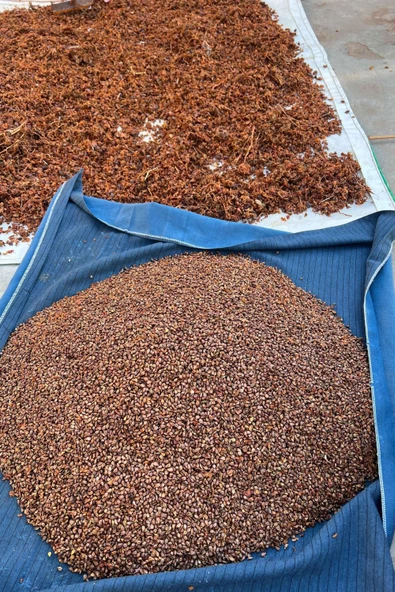 500 Gr Kurtulmuş Doğal Şıralık ve Siyah Üzüm Şıra Üzümü Çekirdeği Mardin Midyat Yöresel Lezzetleri - 3