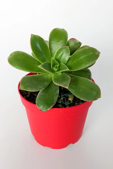 Aeonium Haworthii sukulent satın al 8.5 cm kırmızı saksıda