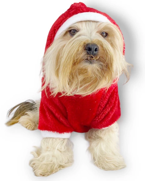 Santa Time Yılbaşı Köpek Sweatshirt, Noel Sweatshirt gold - 7