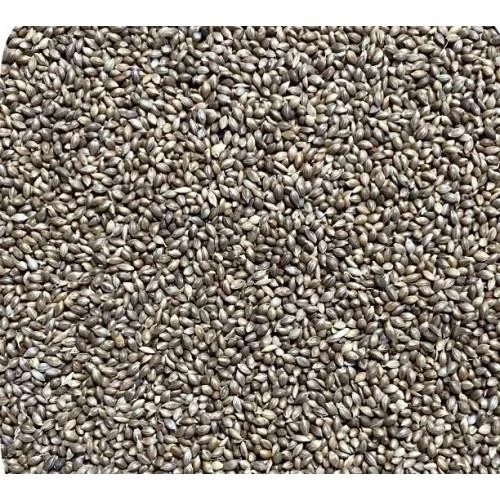 Foniopaddy Tohumu 50 Gram - 2