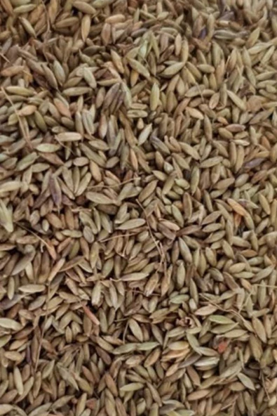 Pagima Green Sindirim Sistemi Düzenleyici Çim Tohumu - 50gr - 3