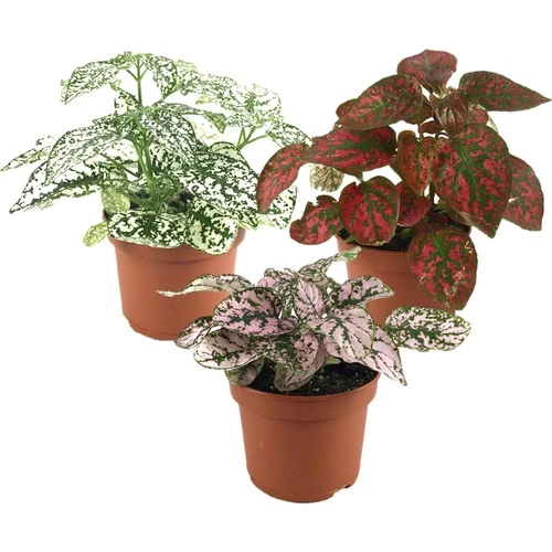 Karışık Renk Hostes Fittonia 3 Farklı Renkte Fitonya ürün görseli