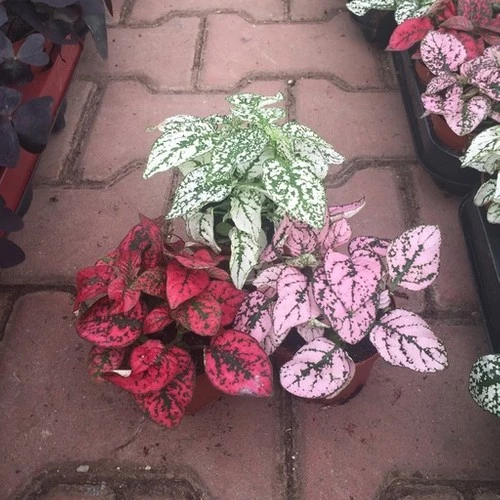 Karışık Renk Hostes Fittonia 3 Farklı Renkte Fitonya - Resim 2