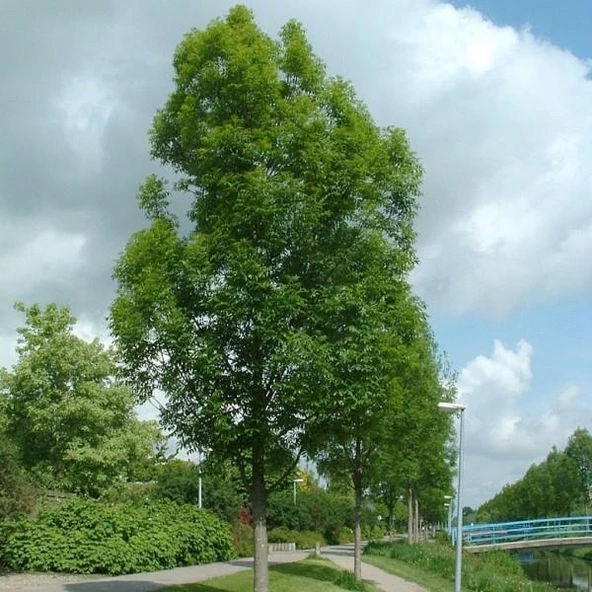 Poşet Tüp Dişbudak Ağacı Fidanı 50-120 Cm - Resim 2