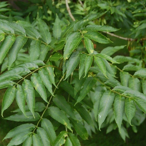 Poşet Tüp Dişbudak Ağacı Fidanı 50-120 Cm ürün görseli