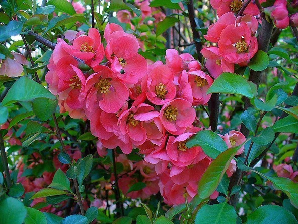 Saksılı Japon Ayvası Bahar Dalı Fidanı 20-30 Cm Chaenomeles Japonica