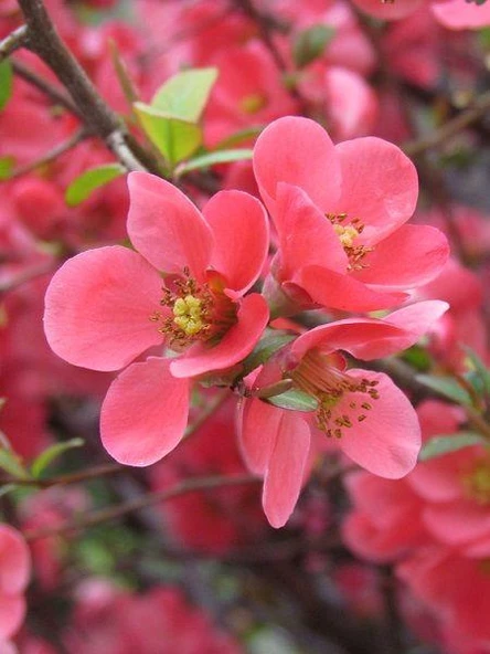 Saksılı Japon Ayvası Bahar Dalı Fidanı 20-30 Cm Chaenomeles Japonica - 3