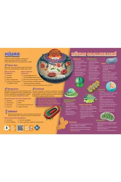 7. Sınıf Fen Bilimleri Poster Notlar Kr Akademi Yayınları - 3