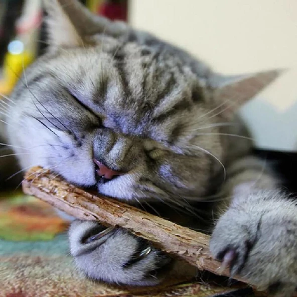 TİNEKE Doğal matatabi kedi çiğneme çubuğu ve oyuncağı 10 adet - 2