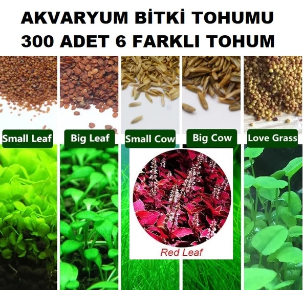 300 Adet 6 Farklı Akvaryum Bitkisi Tohumu + 10 Adet H.K Gül Tohum