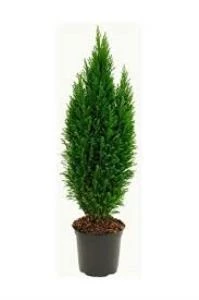 Mavi Elwoodi 30-40 Cm Chamaecyparis Lawsoniana Ellwoodii ürün görseli