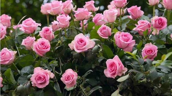 Pembe Yediveren Gül Fidanı 5 Adet - 2