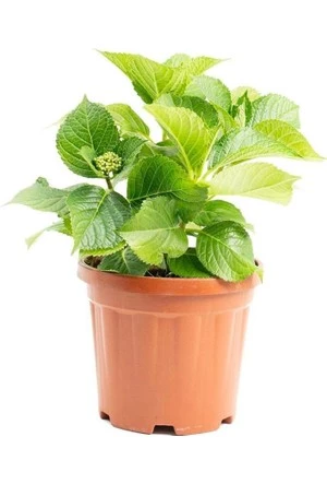 Mavi Ortanca Fidanı Fidesi 10-30 Cm Hydrangea Macrophylla