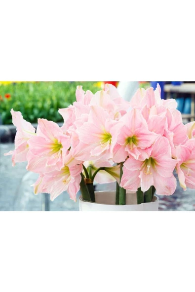 Amaryllis Soğanı - Güzel Hatun Çiçeği Soğanı - 2 Adet