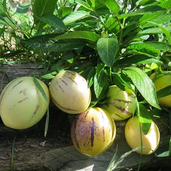 Saksılı Pepino Fidanı 10-30 Cm - Resim 2