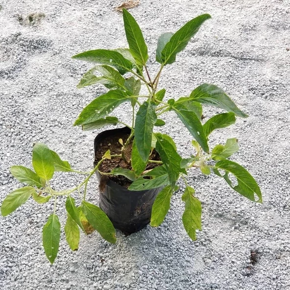 Saksılı Pepino Fidanı 10-30 Cm ürün görseli