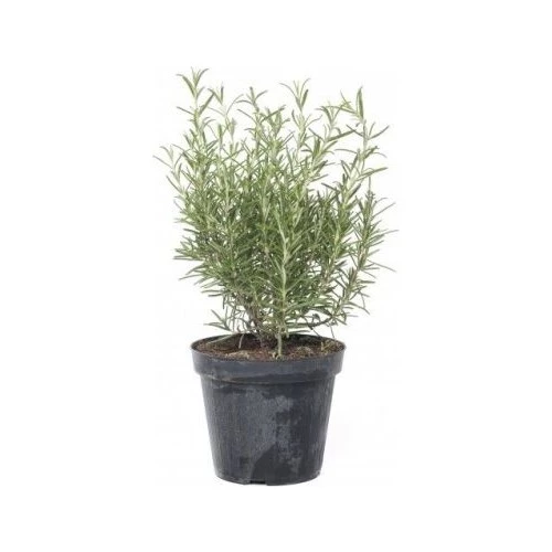 Saksılı Biberiye Fide Fidanı 1 Adet 15-25 Cm (Rosmarinus officinalis)