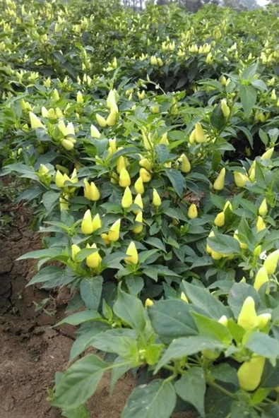 Misket Biberiye Biber Tohumu 5 gr - 3