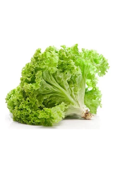 Yazlık Kıvırcık Marul Tohumu 10 Gr ürün görseli 1