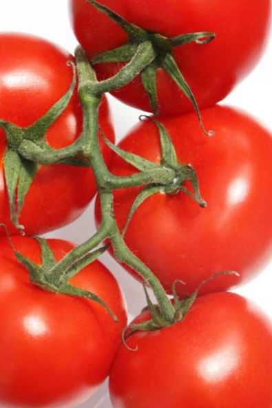 Domates Tohumu Falcon 5 Gr ürün görseli 1