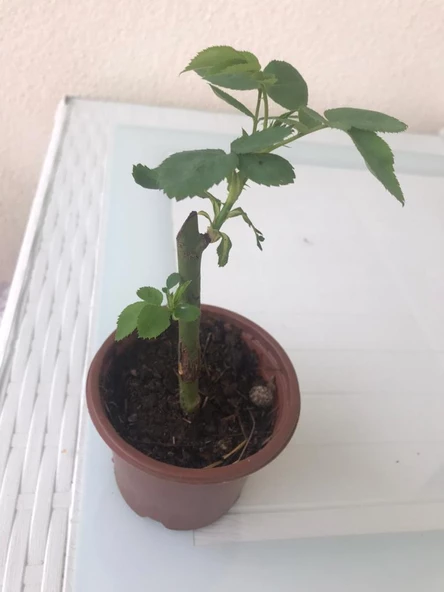 Yediveren Somon Kayısı Sarmaşık Gül Fidanı 5 Adet 15-25 Cm - 4