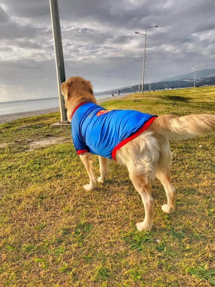 Superman Tişört Büyük Irk Köpekler İçin - 4