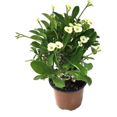 Sarı Dikenler Tacı Japon İğnesi Euphorbia Milli