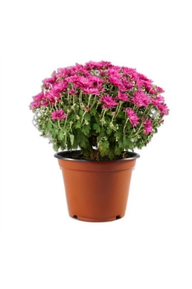 Pembe Kasımpatı Krizantem Hüzün Çiçeği 5-10 Cm Chrysanthemum