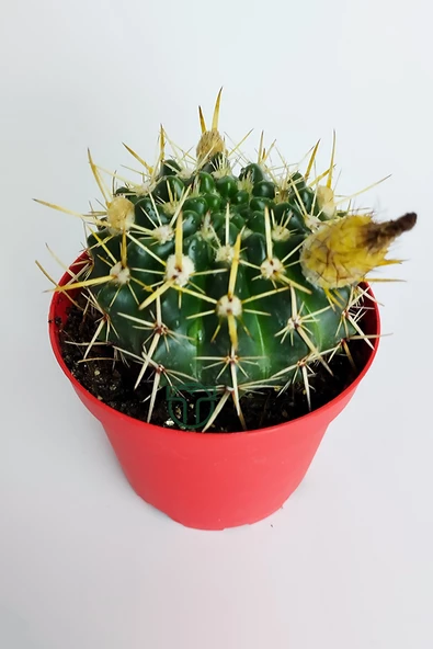 Notocactus Submammulosus büyük boy kaktüs sarı çiçek açan canlı parlak özel tür 8.5 cm kırmızı saksıda - 3