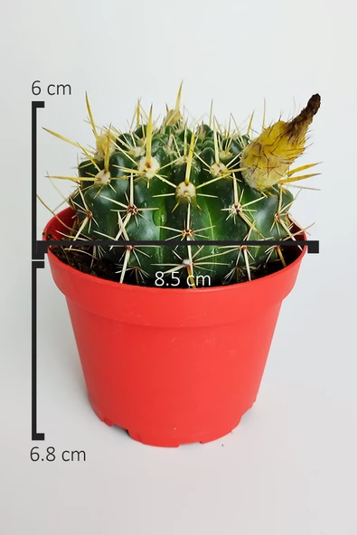 Notocactus Submammulosus büyük boy kaktüs sarı çiçek açan canlı parlak özel tür 8.5 cm kırmızı saksıda - 6
