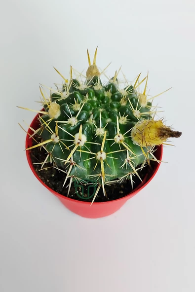 Notocactus Submammulosus büyük boy kaktüs sarı çiçek açan canlı parlak özel tür 8.5 cm kırmızı saksıda - 4
