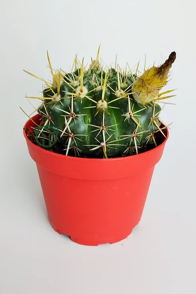 Notocactus Submammulosus büyük boy kaktüs sarı çiçek açan canlı parlak özel tür 8.5 cm kırmızı saksıda