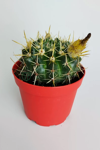 Notocactus Submammulosus büyük boy kaktüs sarı çiçek açan canlı parlak özel tür 8.5 cm kırmızı saksıda - 2