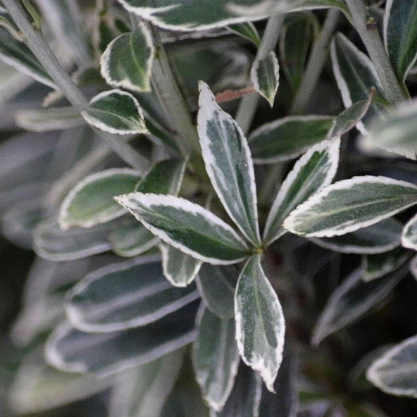 Gümüş Taflan Fidanı 20-40 Cm ürün görseli