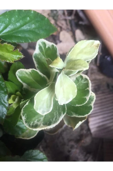 Gümüş Taflan Fidanı 20-40 Cm - Resim 2