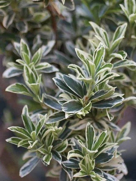 Gümüş Taflan Fidanı 20-40 Cm - Resim 3