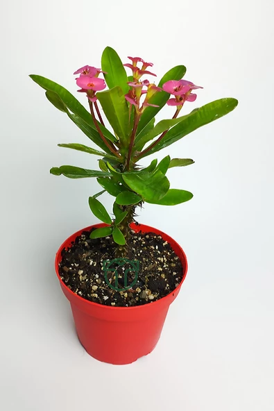 Pembe dikenler tacı büyük boy Euphorbia Mili nadir bulunan spiral dikenli 12 cm kırmızı saksıda