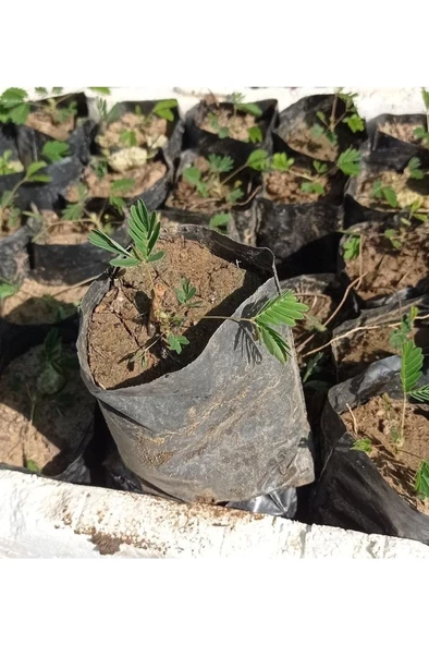 Küstüm Çiçegi Fidanı 3 Adet Tüp Poşet 3-13 Cm