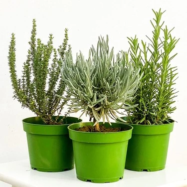 Kekik Itır Biberiye 3 Lü Set 10-20 Cm Aromatik Bitki Seti