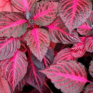 Çingene Şalvarı Çiçeği İresine Herbstii 10-20 Cm - 5