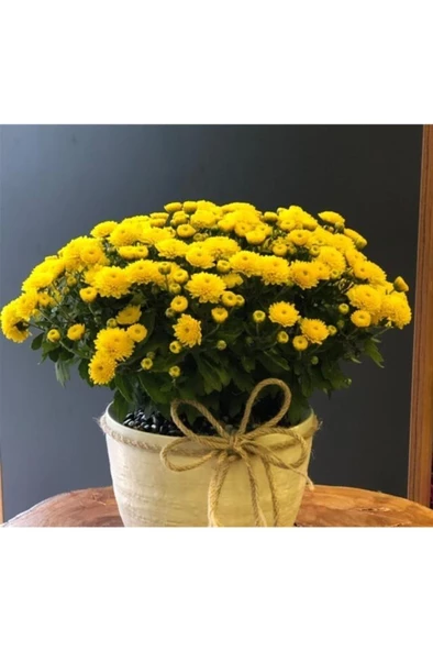 Sarı Kasımpatı Krizantem Hüzün Çiçeği 5-10 Cm Chrysanthemum - Resim 2