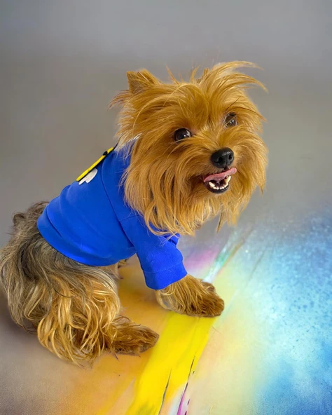 Navy Bee Oval Yaka Tişört Köpek Kıyafeti Köpek Elbisesi - 4